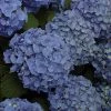Pandy's Garden Center Hydrangea Mathilda Gutges Nursery