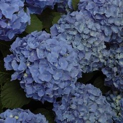Pandy's Garden Center Hydrangea Mathilda Gutges Nursery