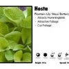 Pandy's Garden Center Hosta ‘Maui Buttercups’ Plantain Lily Perennials