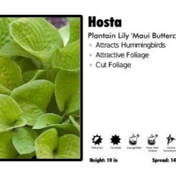 Pandy's Garden Center Hosta ‘Maui Buttercups’ Plantain Lily Perennials