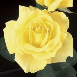 Weeks Roses Rose - Mellow Yellow
