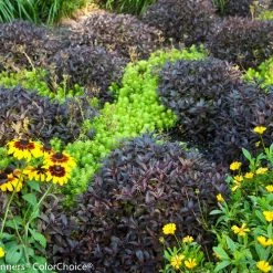 Pandy's Garden Center Midnight Wine Weigelia