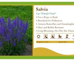 Pandy's Garden Center Perennials Salvia 'Midnight Purple' Sage