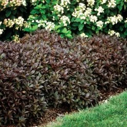 Pandy's Garden Center Midnight Wine Weigelia