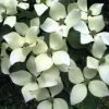 Walker Nursery Dogwood Milky Way