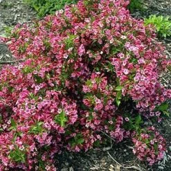 Pandy's Garden Center Nursery Weigelia Minuet