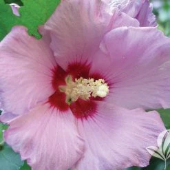 Walker Rose Of Sharon - Minerva Althea Nursery