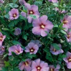 Walker Rose Of Sharon - Minerva Althea Nursery