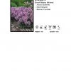 Pandy's Garden Center Stachys 'Minima' Dwarf Betony Perennials 2 Pandy's Garden Center Stachys 'Minima' Dwarf Betony Perennials