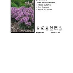 Pandy's Garden Center Stachys 'Minima' Dwarf Betony Perennials
