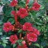 Pandy's Garden Center Nursery Trumpet Vine Minnesota Red