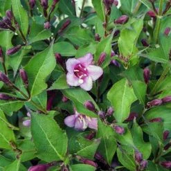 Pandy's Garden Center Nursery Weigelia Minuet