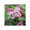 Pandy's Garden Center Lilac- Miss Canada Pink 2/3' Nursery