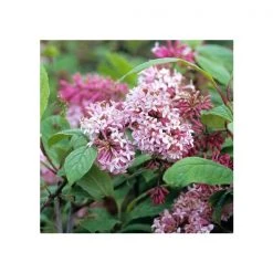 Pandy's Garden Center Lilac- Miss Canada Pink 2/3' Nursery