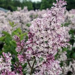Pandy's Garden Center Nursery Lilac - Miss Kim