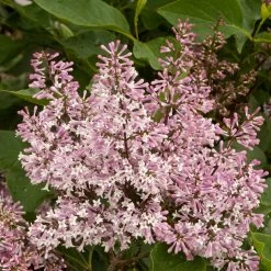 Pandy's Garden Center Lilac - Miss Kim Purple