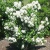 Pandy's Garden Center Mock Orange Minnesota Snowflake 24" Nursery