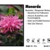 Pandy's Garden Center Perennials Monarda ‘Balmy Pink’ Beebalm / Bergamot 2 Pandy's Garden Center Perennials Monarda ‘Balmy Pink’ Beebalm / Bergamot