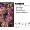 Pandy's Garden Center Perennials Monarda ‘Grand Parade’ Beebalm / Bergamot