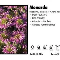 Pandy's Garden Center Perennials Monarda ‘Grand Parade’ Beebalm / Bergamot