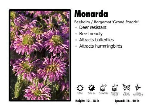 Pandy's Garden Center Perennials Monarda ‘Grand Parade’ Beebalm / Bergamot 3 Pandy's Garden Center Perennials Monarda ‘Grand Parade’ Beebalm / Bergamot