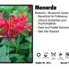 Pandy's Garden Center Perennials Monarda ‘Jacob Cline’ Beebalm / Bergamot