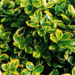 Pandy's Garden Center Euonymus - Moonshadow