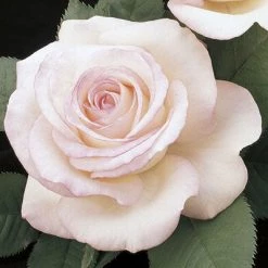 Weeks Roses Rose - Moonstone Hybrid Tea White Edged In Pink