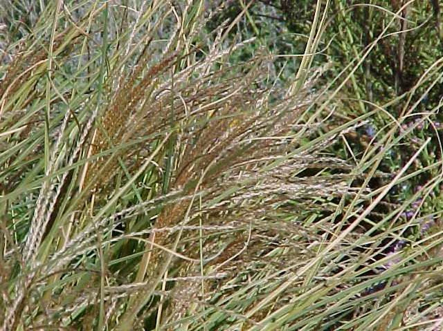 Pandy's Garden Center Grasses Grass Morning Light Maiden #2 3 Pandy's Garden Center Grasses Grass Morning Light Maiden #2