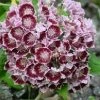 Pandy's Garden Center Mountain Laurel Bullseye Nursery