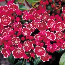 Pandy's Garden Center Mountain Laurel Forever Red - 5 Nursery