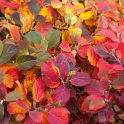 Pandy's Garden Center Fothergilla Mount Airy