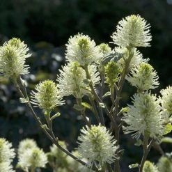 Pandy's Garden Center Fothergilla Mount Airy