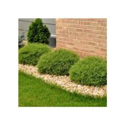 Pandy's Garden Center Nursery Arborvitae - Bowling Ball Dwarf