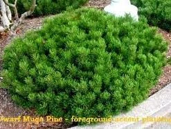 Pandy's Garden Center Mugho Pine Dwarf