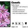 Pandy's Garden Center Perennials Clematis 'Nelly Moser' 2 Pandy's Garden Center Perennials Clematis 'Nelly Moser'