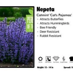 Pandy's Garden Center Perennials Nepeta ‘Cats Pajamas’ Catmint