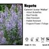 Pandy's Garden Center Perennials Nepeta 'Junior Walker' Catmint