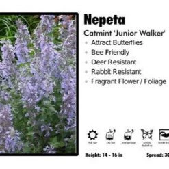 Pandy's Garden Center Perennials Nepeta 'Junior Walker' Catmint