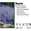 Pandy's Garden Center Nepeta ‘Kit Kat’ Catmint