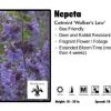Pandy's Garden Center Perennials Nepeta ‘Walkers Low’ Catmint