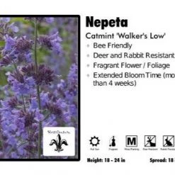 Pandy's Garden Center Perennials Nepeta ‘Walkers Low’ Catmint