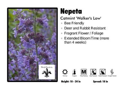 Pandy's Garden Center Perennials Nepeta ‘Walkers Low’ Catmint 3 Pandy's Garden Center Perennials Nepeta ‘Walkers Low’ Catmint