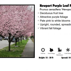 Willoway Plum - Newport Pink Flowering