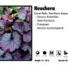 Pandy's Garden Center Perennials Heuchera ’Northern Exposure' Coral Bells