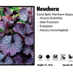 Pandy's Garden Center Perennials Heuchera ’Northern Exposure' Coral Bells