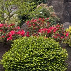 Pandy's Garden Center Spruce Dwarf Pumila Nursery