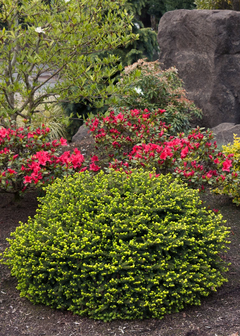 Pandy's Garden Center Spruce Dwarf Pumila Nursery 3 Pandy's Garden Center Spruce Dwarf Pumila Nursery