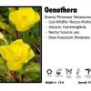 Pandy's Garden Center Oenothera ‘Missouriensis’ Showy Primrose 1 Pandy's Garden Center Oenothera ‘Missouriensis’ Showy Primrose