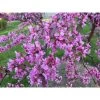 Pandy's Garden Center Redbud - Eastern Tree Form Nursery